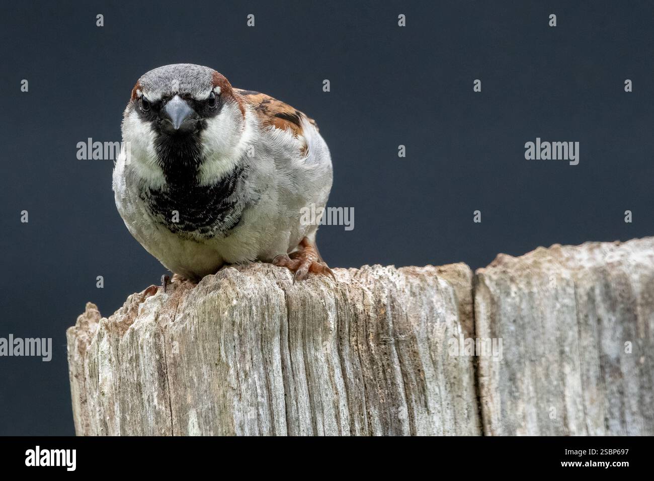 Passero della casa che guarda bene la telecamera Foto Stock