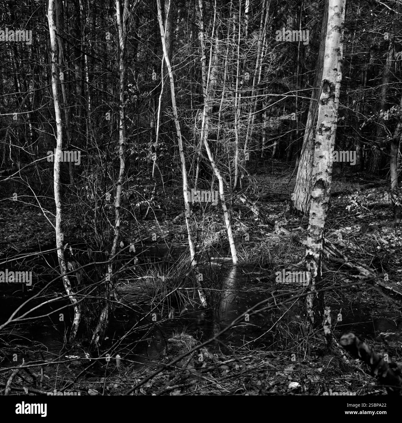 Scenario di slanciate betulle bianche nella foresta scura in bianco e nero su supporto digitale Foto Stock