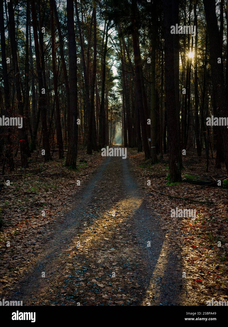 suggestivo paesaggio forestale lungo un sentiero escursionistico con travi di sole che brillano tra gli alberi e lunghe ombre che cadono sul terreno marrone chiaro Foto Stock