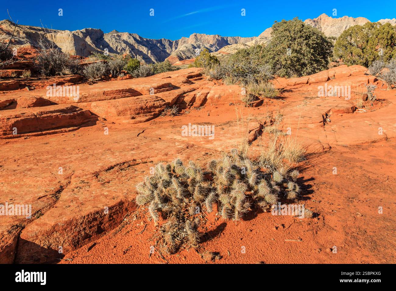 Nel deserto crescono piccole piante. La pianta è circondata da terra rossa. Il cielo è blu e limpido Foto Stock