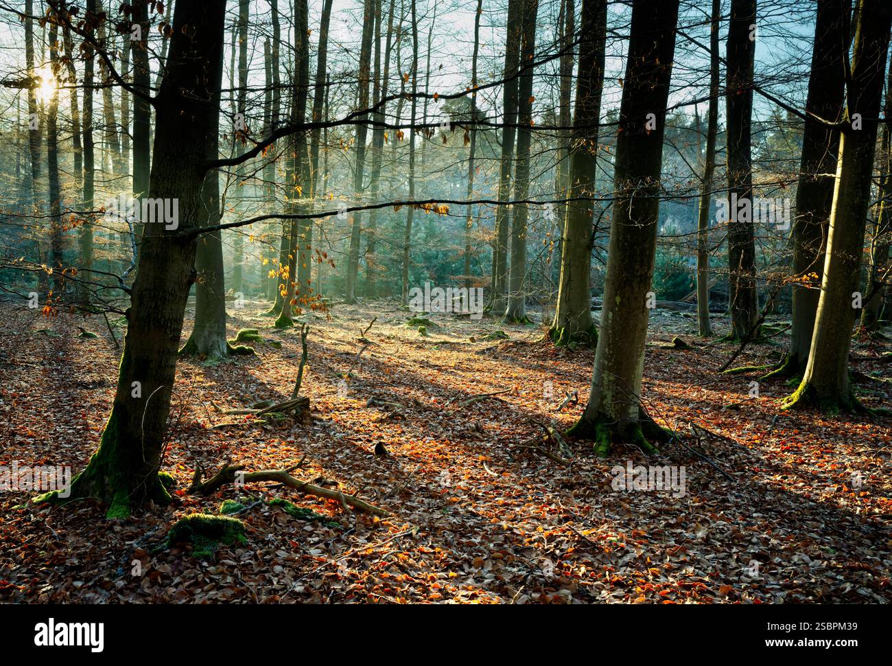 suggestivo paesaggio forestale con travi di sole che brillano tra gli alberi e lunghe ombre che cadono sul terreno marrone chiaro Foto Stock