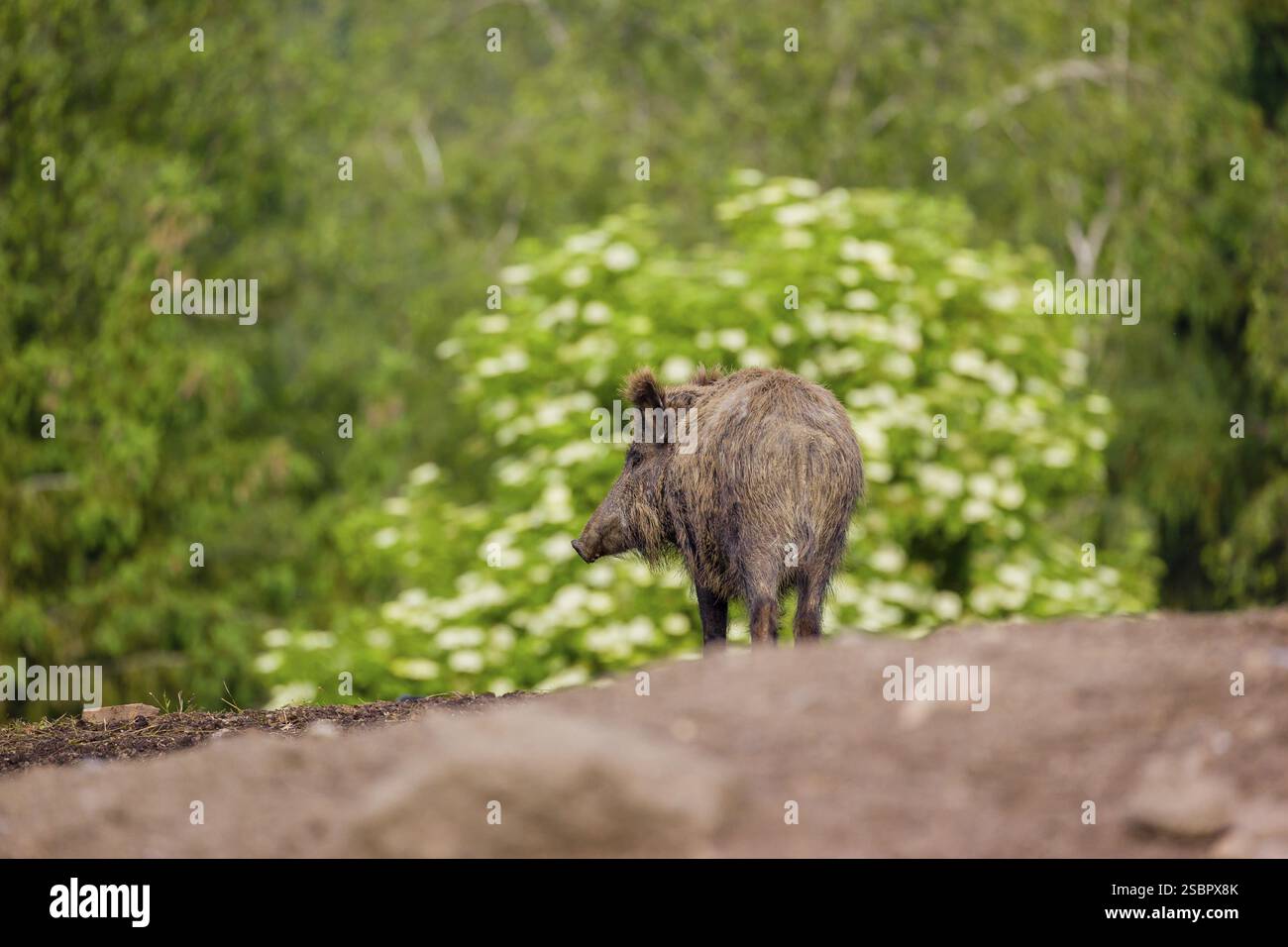 Un cinghiale o un maiale selvatico (Sus scrofa), cammina attraverso un'apertura su un terreno collinare alla ricerca di cibo Foto Stock