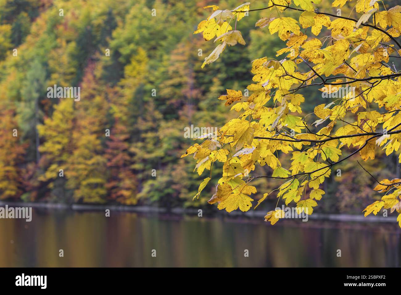 Lago Toplitz, foresta dai colori autunnali, Austria, Europa Foto Stock
