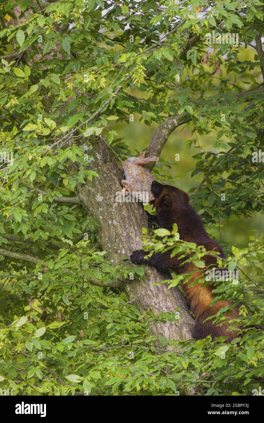 Un wolverine, (Gulo gulo), sale su un albero che porta un coniglio morto Foto Stock