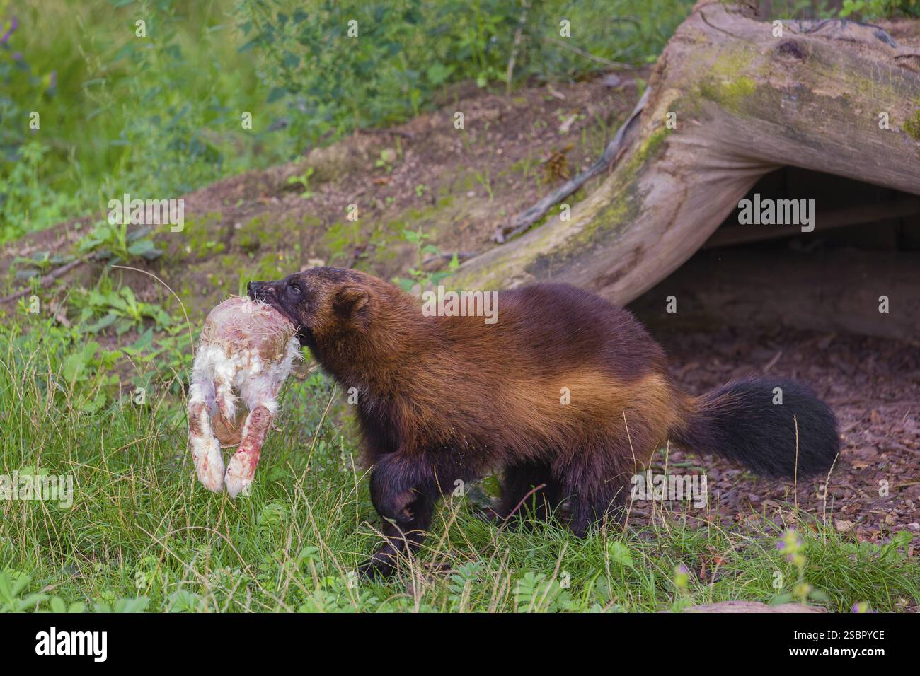 Un wolverine (Gulo gulo) corre attraverso un prato, trasportando un coniglio morto Foto Stock