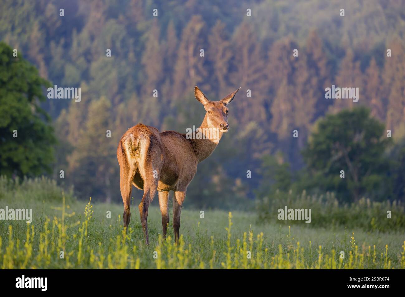 Un Altai maral hind, Altai wapiti o alce Altai (Cervus canadensis sibiricus) si trova in un prato alla prima luce del giorno Foto Stock