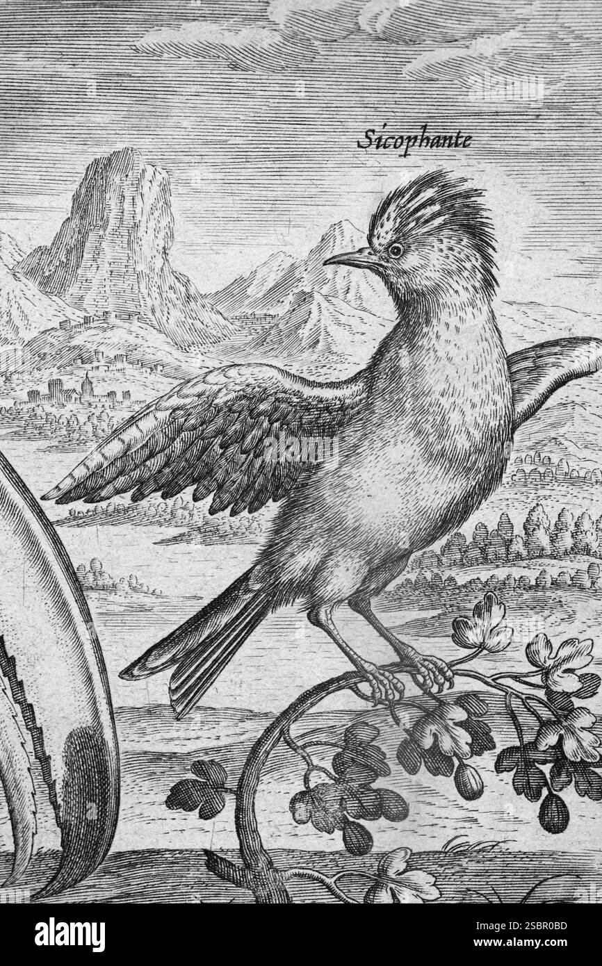 Incisione Copperplate di Adriaen Collaert, da Avium Vivae Icones, la serie di uccelli, intorno al 1600, Anversa Foto Stock