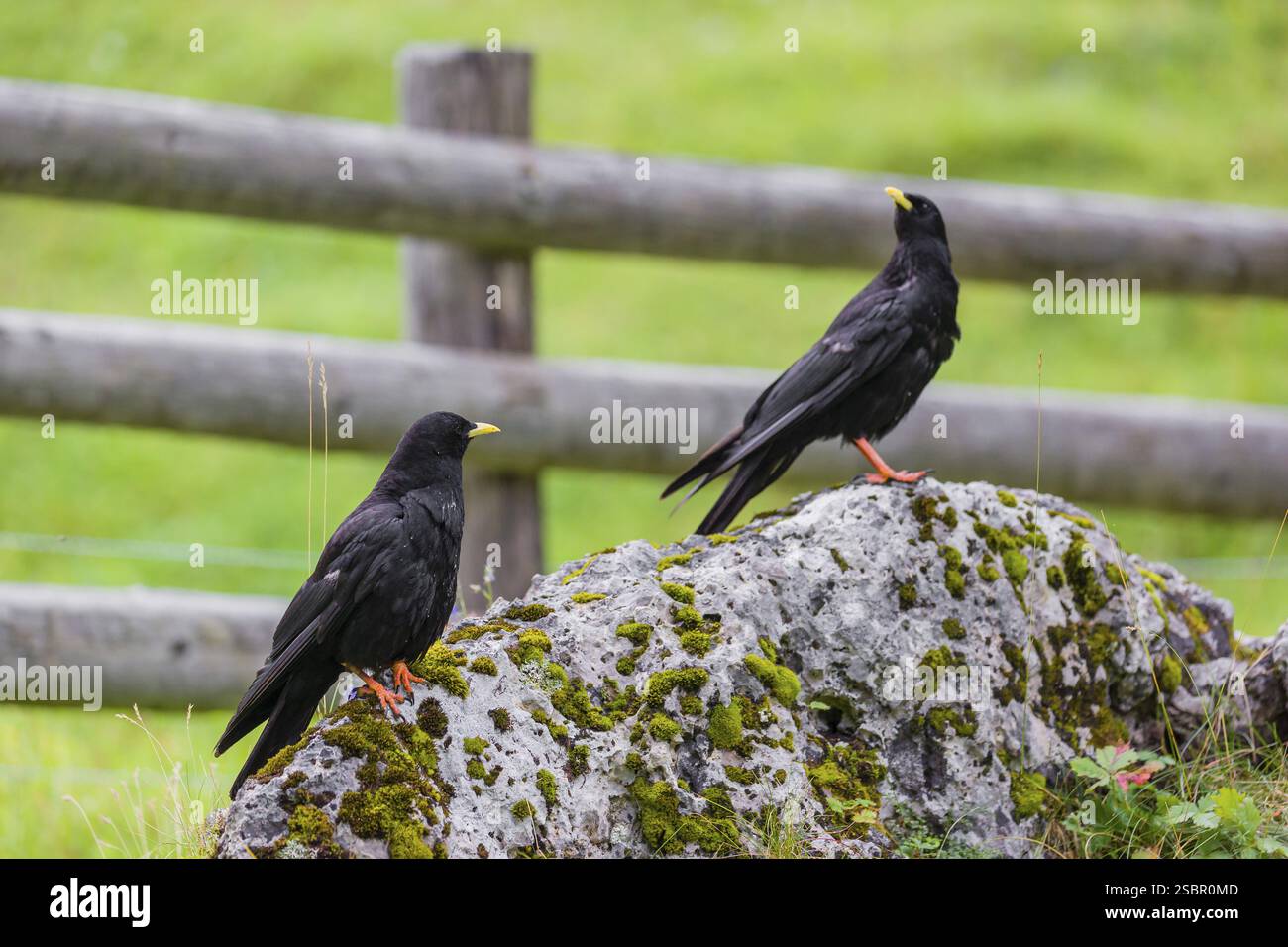 Due chough alpino o chough a becco giallo (Pyrhocorax graculus) si trovano su una roccia nella valle di Eng, Tirolo, Austria, Europa Foto Stock