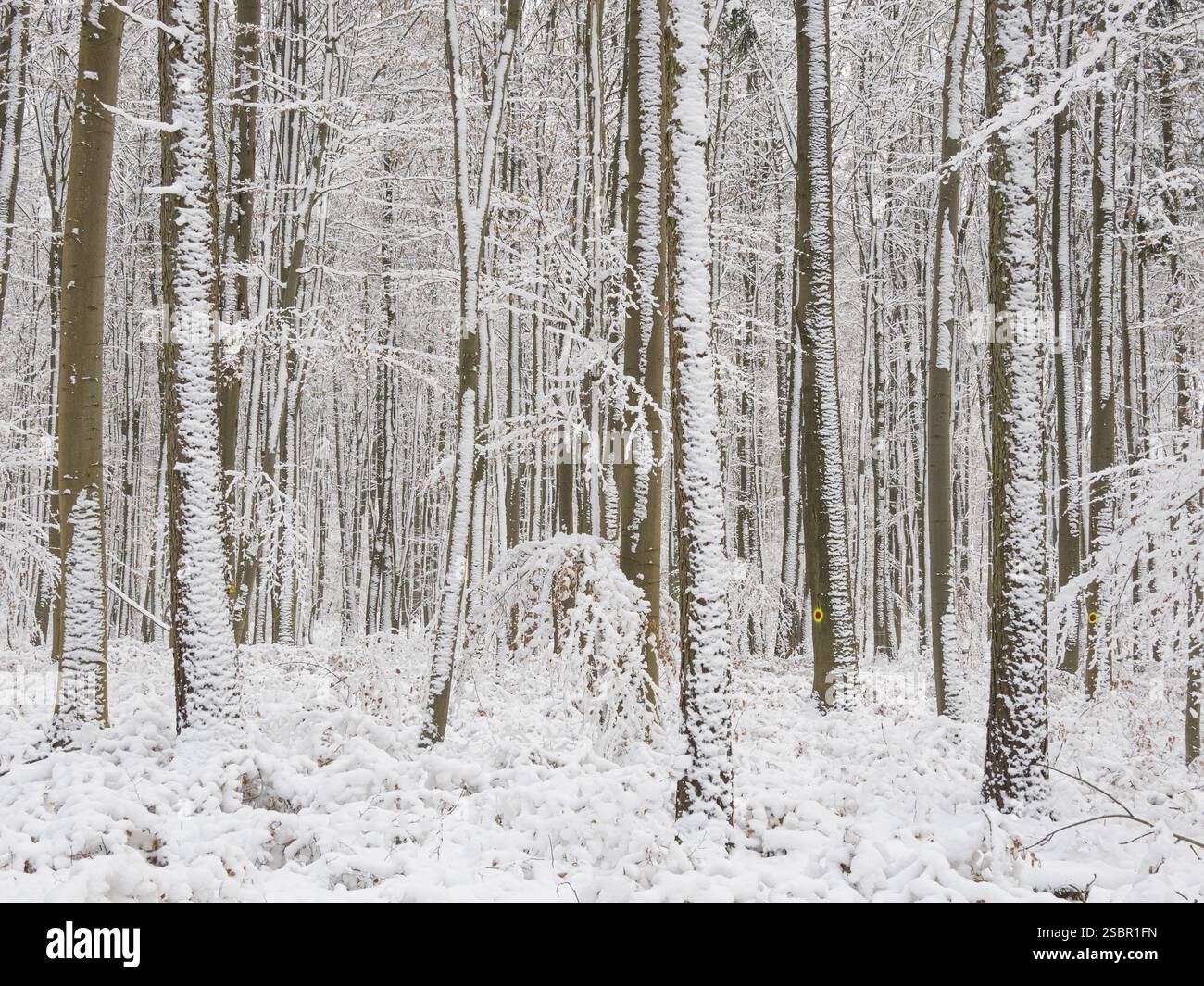 Boschi di faggio (Fagus sylvatica), alberi e sottobosco ricoperti di ghiaccio e neve in inverno, Escheberger Wald, Assia settentrionale, Germania, Europa Foto Stock