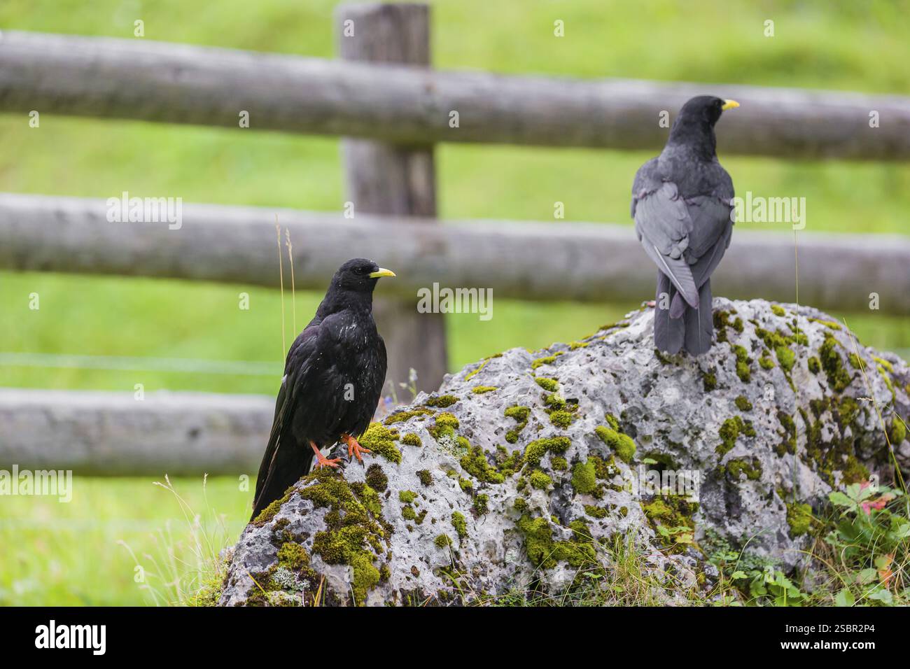Due chough alpino o chough a becco giallo (Pyrhocorax graculus) si trovano su una roccia nella valle di Eng, Tirolo, Austria, Europa Foto Stock