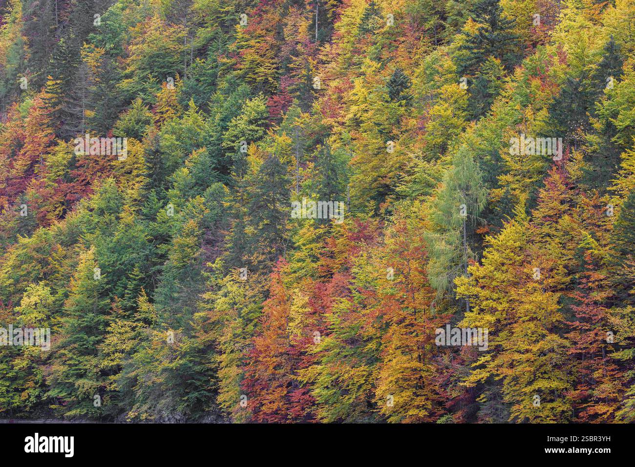 Lago Toplitz, foresta dai colori autunnali, Austria, Europa Foto Stock