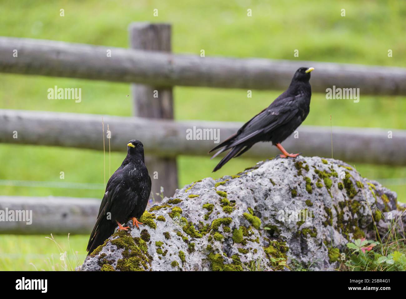 Due chough alpino o chough a becco giallo (Pyrhocorax graculus) si trovano su una roccia nella valle di Eng, Tirolo, Austria, Europa Foto Stock