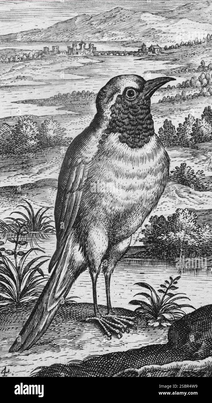 Incisione Copperplate di Adriaen Collaert, da Avium Vivae Icones, la serie di uccelli, intorno al 1600, Anversa Foto Stock