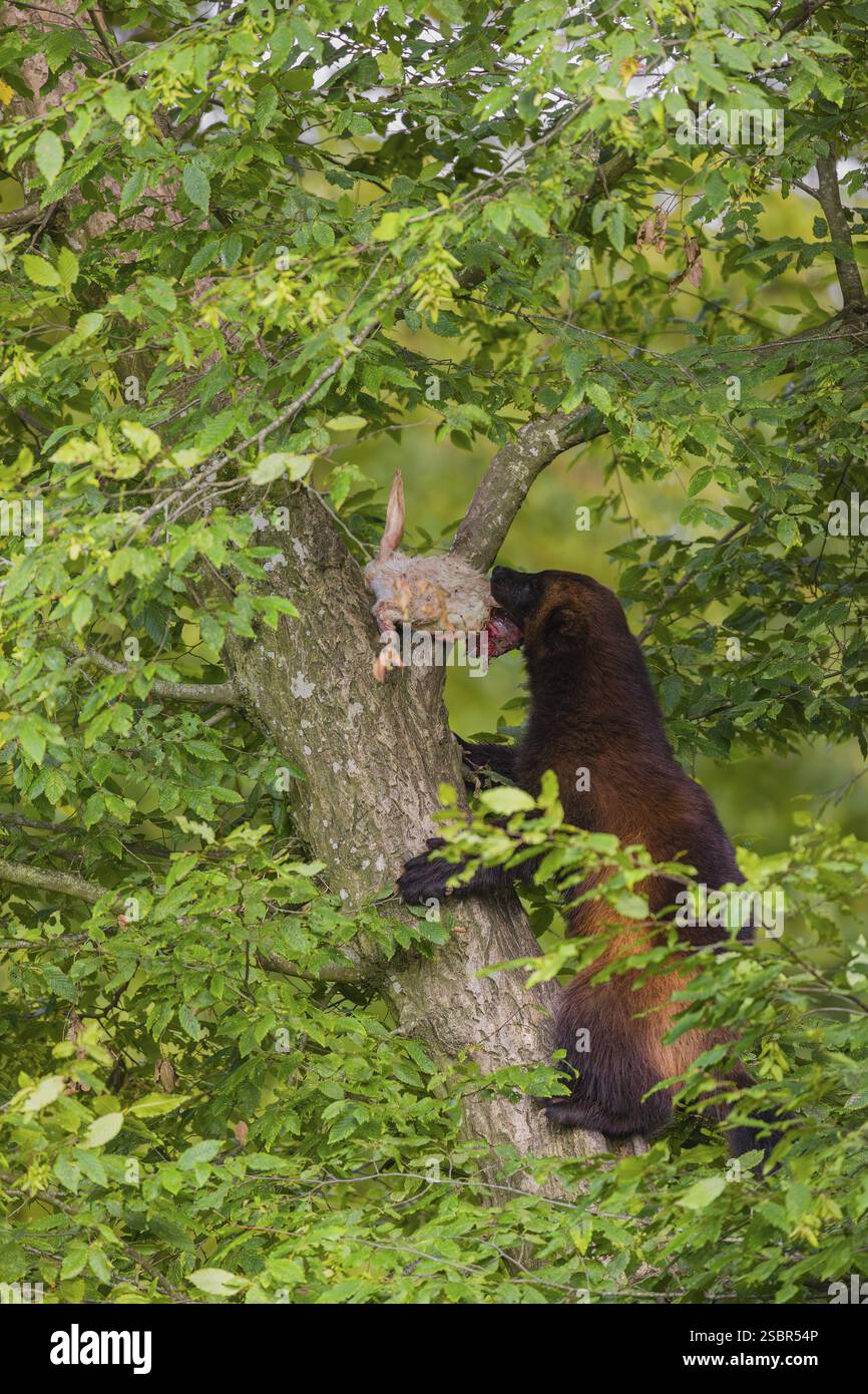 Un wolverine, (Gulo gulo), sale su un albero che porta un coniglio morto Foto Stock