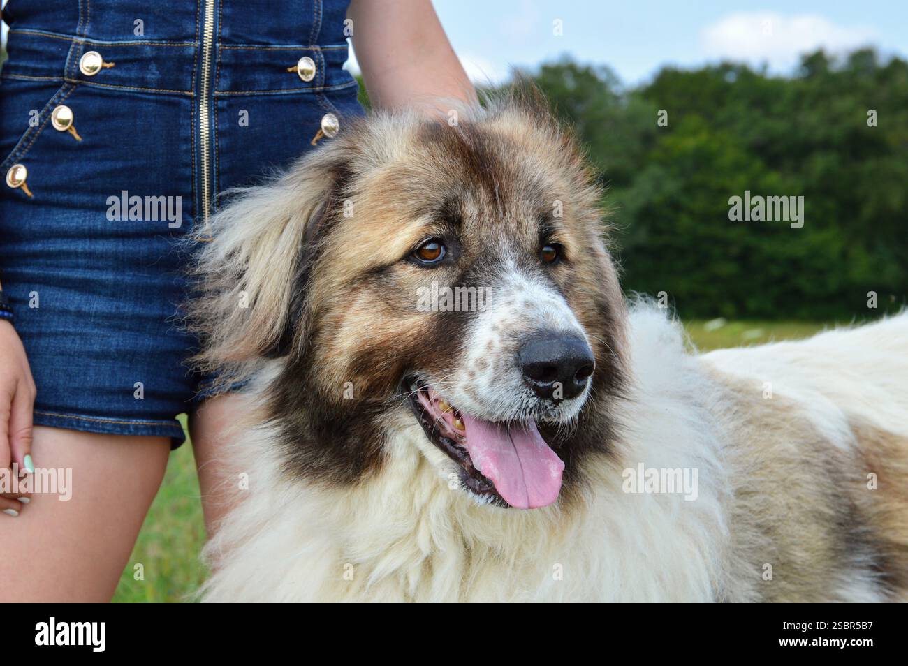 Bellissimo cane da montagna dei Pirenei con una donna nel verdeggiante paesaggio di campagna, questa è una razza di cani da pastore. Foto Stock