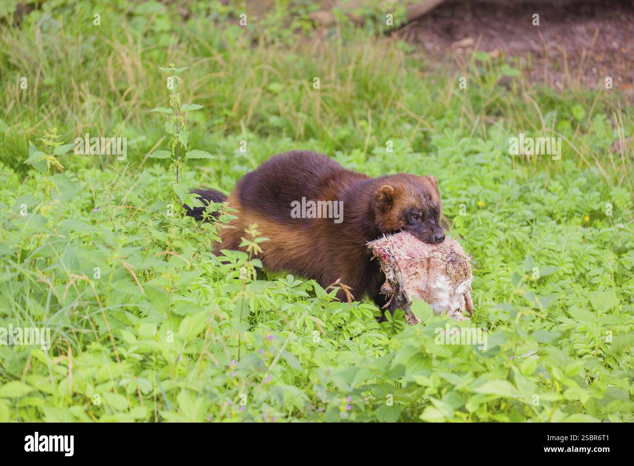 Un wolverine (Gulo gulo) corre attraverso un prato, trasportando un coniglio morto Foto Stock