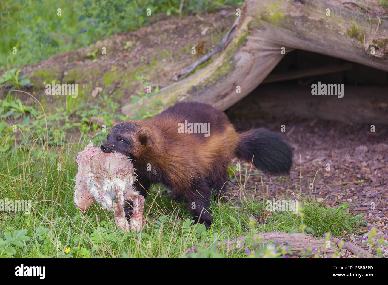 Un wolverine (Gulo gulo) corre attraverso un prato, trasportando un coniglio morto Foto Stock