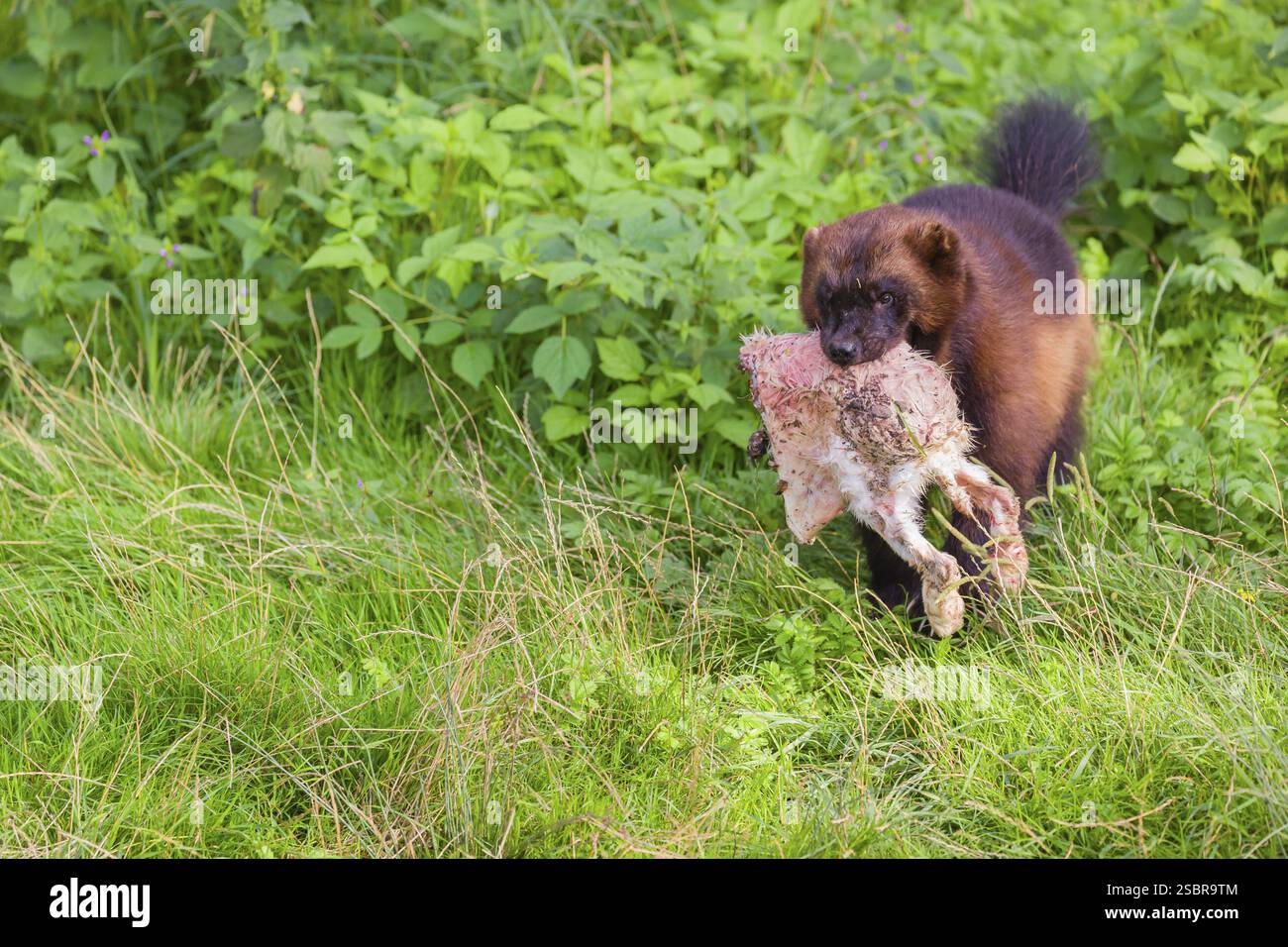 Un wolverine (Gulo gulo) corre attraverso un prato, trasportando un coniglio morto Foto Stock