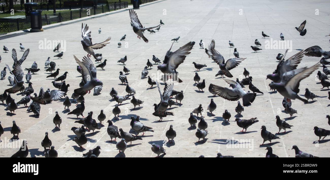 Incantevole uccelli piccione feed in un ambiente urbano Foto Stock