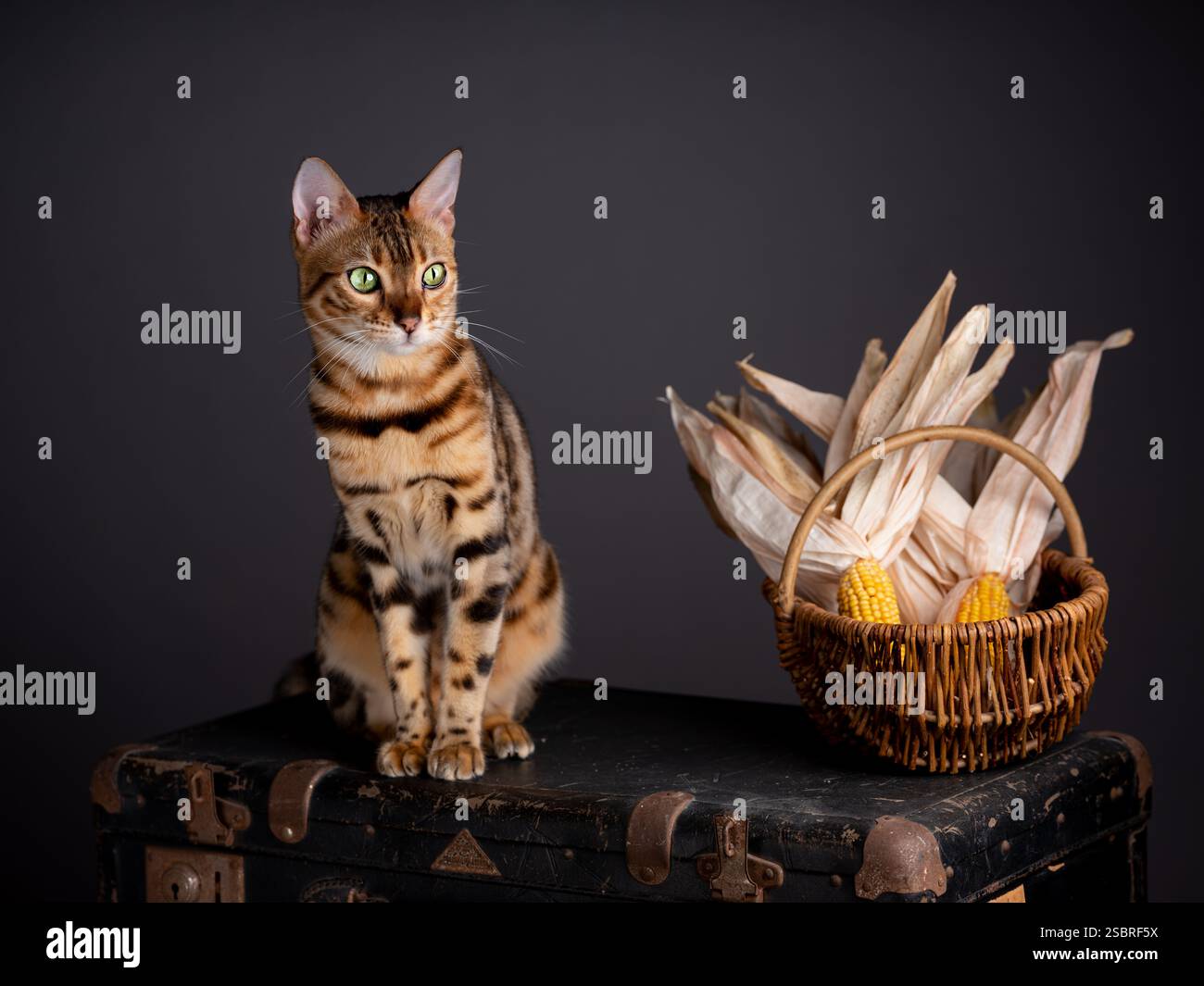 Un gatto abissino seduto su una valigia vintage in un ambiente studio con sfondo nero. Elegante ritratto felino. Foto Stock Un gatto abissino seduto su una valigia vintage in un ambiente studio con sfondo nero. Elegante ritratto felino. Foto Stock