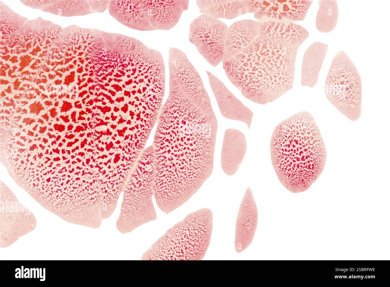 Sfondi eleganti e con eleganti motivi minimal. Astratta texture moderne. Design alla moda Foto Stock