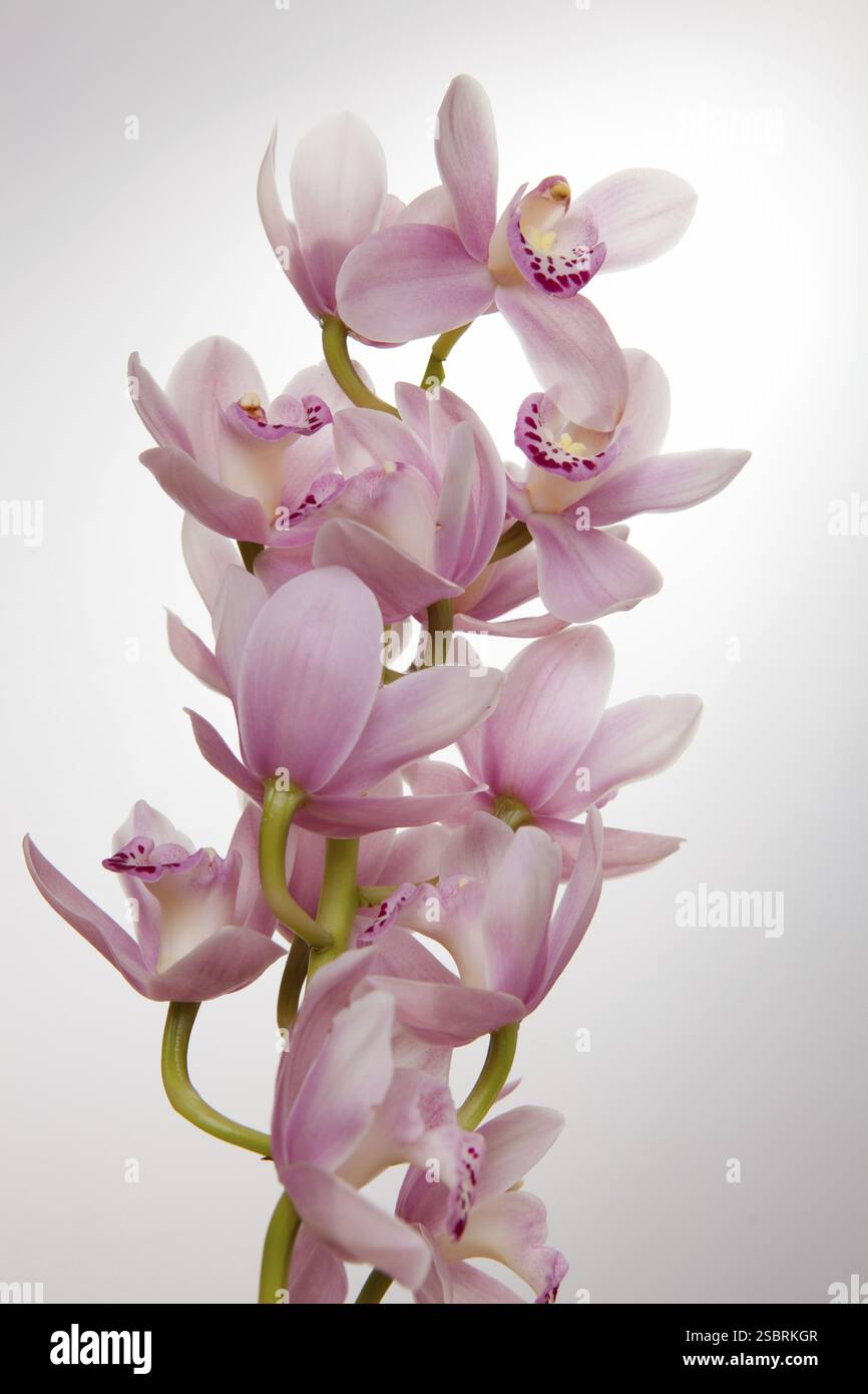 Orchidea rosa tenue su sfondo chiaro Foto Stock
