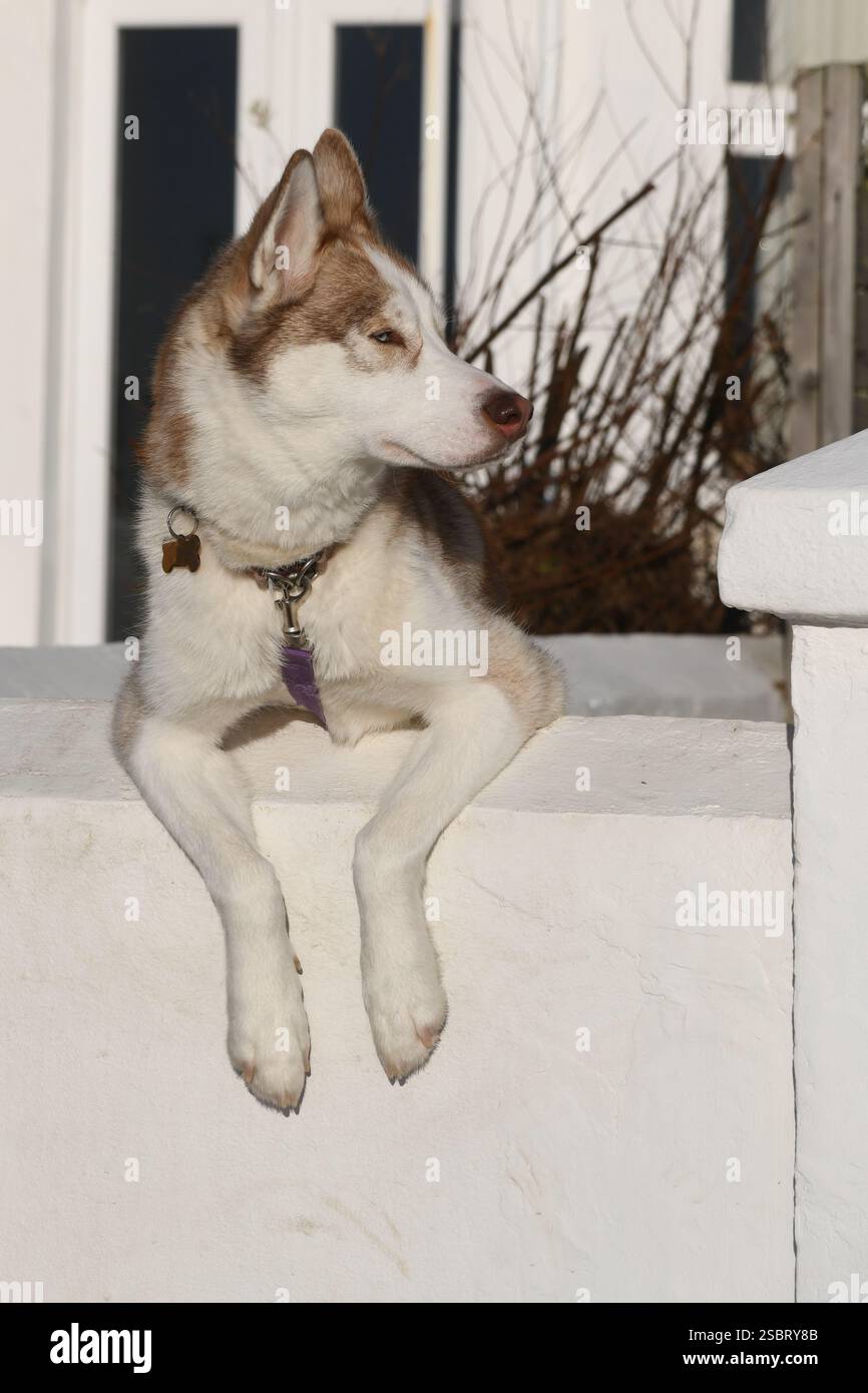 Cane godendo il sole Foto Stock