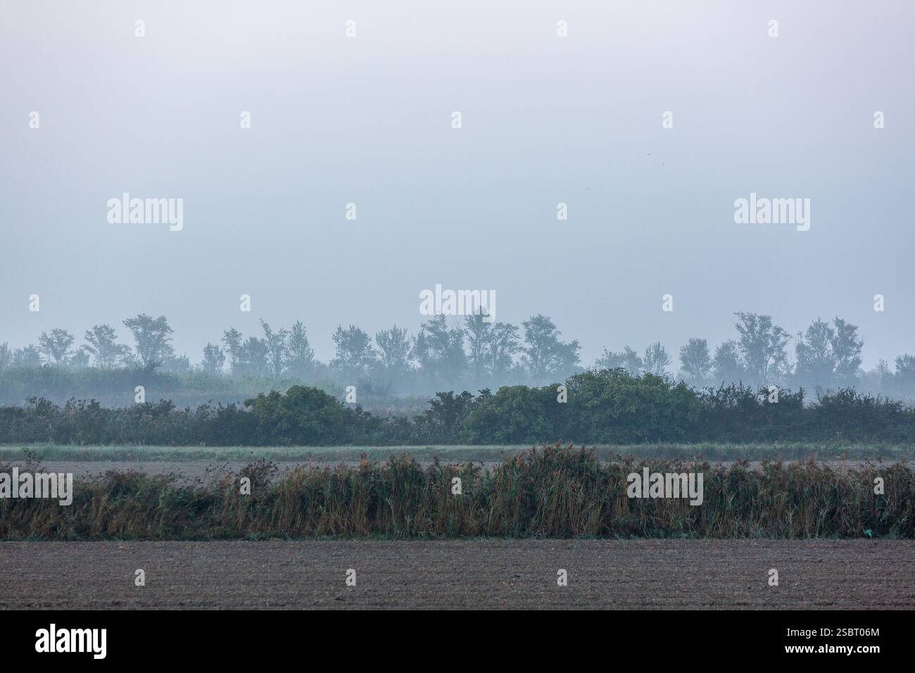 Paesaggio della Camargue, in terra arabile, con poche siepi di alberi nella nebbia mattutina Foto Stock