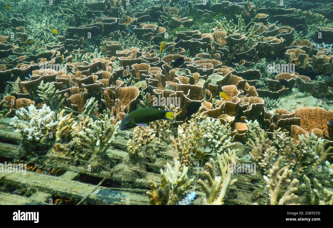 Vivace barriera corallina rossa dura a Karimunjawa, Indonesia, che mostra la biodiversità marina in un sano ecosistema tropicale Foto Stock
