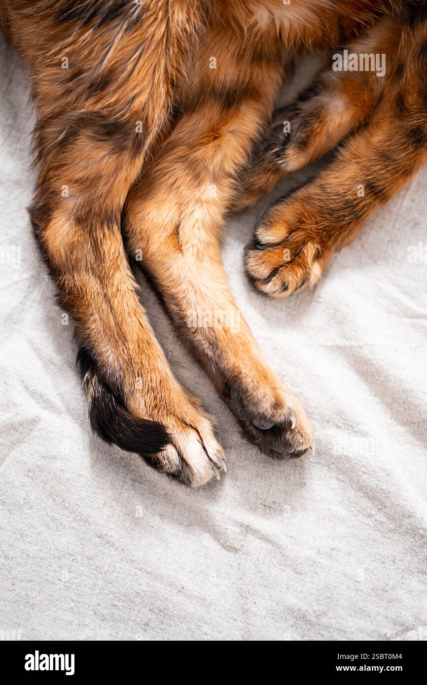 Primo piano delle zampe di gatto. Foto Stock