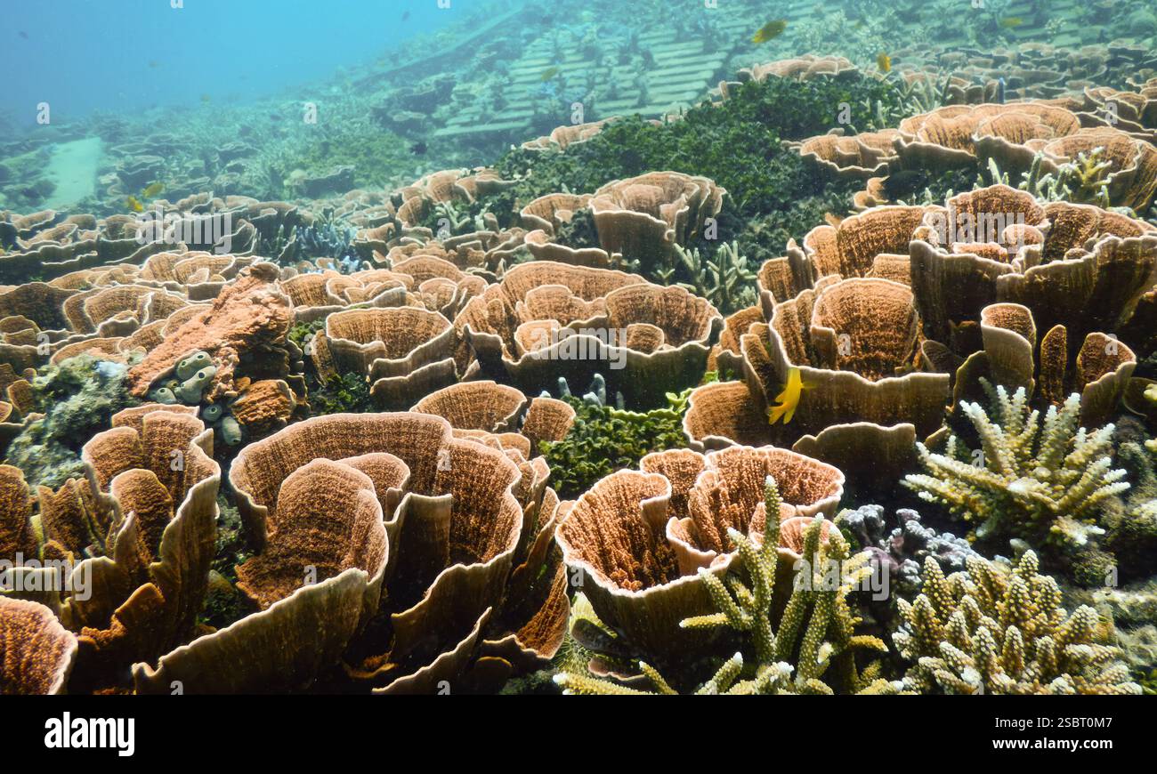 Vivace barriera corallina rossa dura a Karimunjawa, Indonesia, che mostra la biodiversità marina in un sano ecosistema tropicale Foto Stock