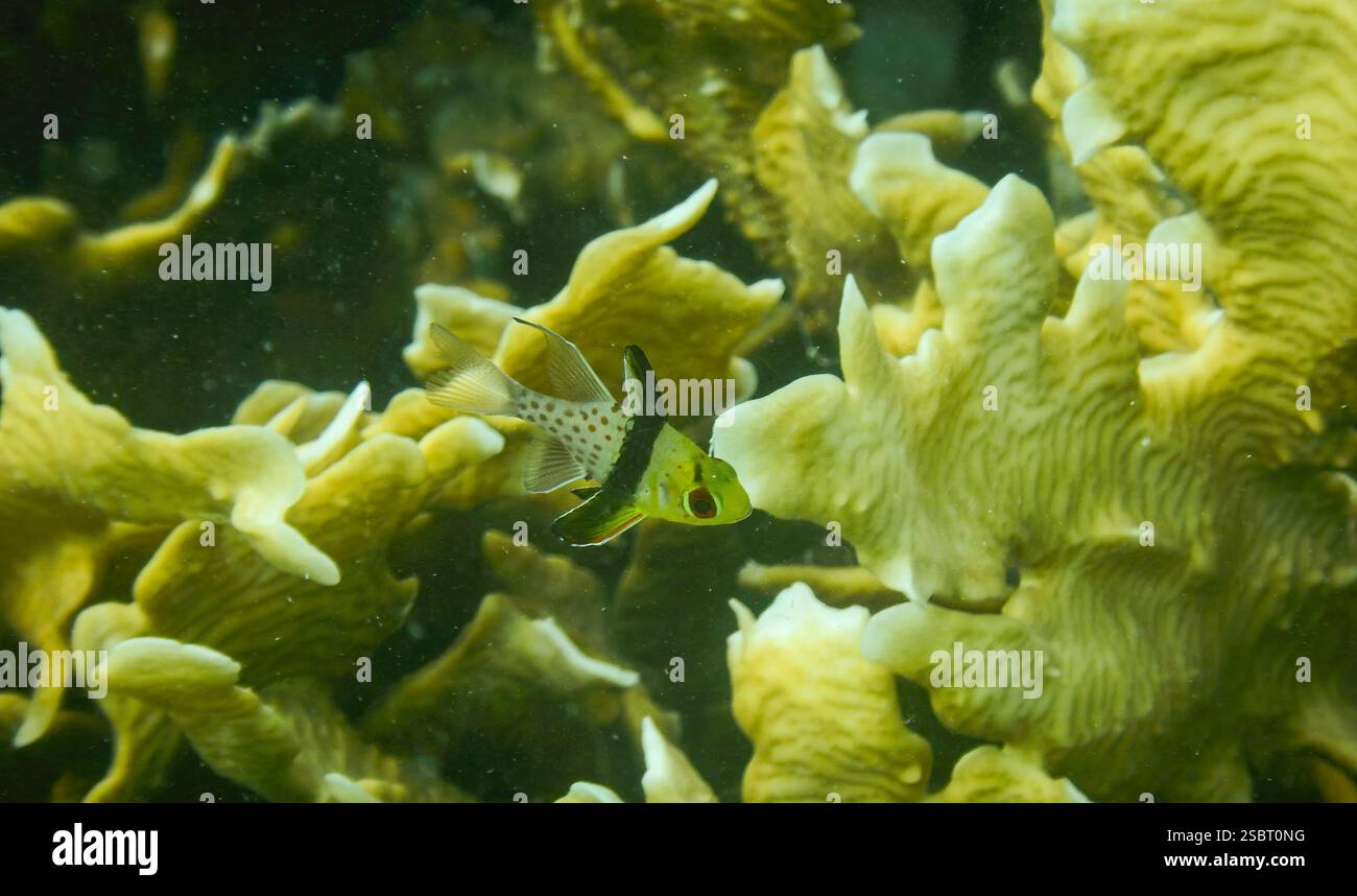 Primo piano di un pesciolino di cardine (Sphaeramia nematoptera) vicino alle barriere coralline dure di Karimunjawa, Indonesia Foto Stock