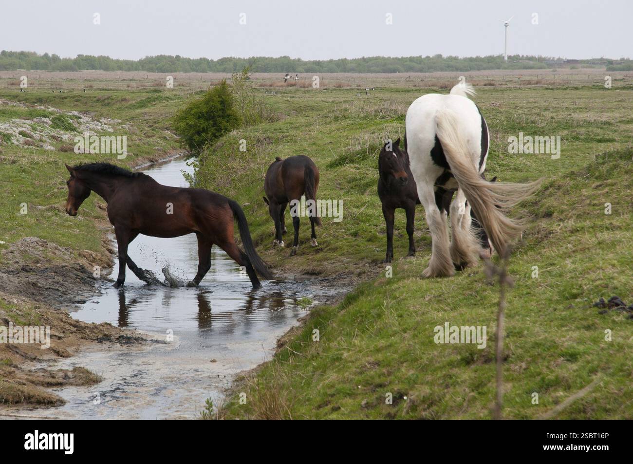 Cavalli su un pascolo verde, un cavallo attraversa un piccolo ruscello in un ambiente naturale, Borkum, mare settentrionale, frisia orientale, germania Foto Stock Cavalli su un pascolo verde, un cavallo attraversa un piccolo ruscello in un ambiente naturale, Borkum, mare settentrionale, frisia orientale, germania Foto Stock