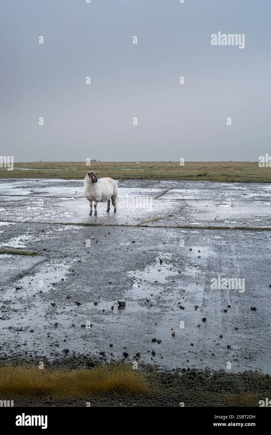 Una pecora solitaria in piedi su una pista presso lo storico e dismesso aeroporto RAF Davidstow Moor a Bodmin Moor in Cornovaglia nel Regno Unito. Foto Stock