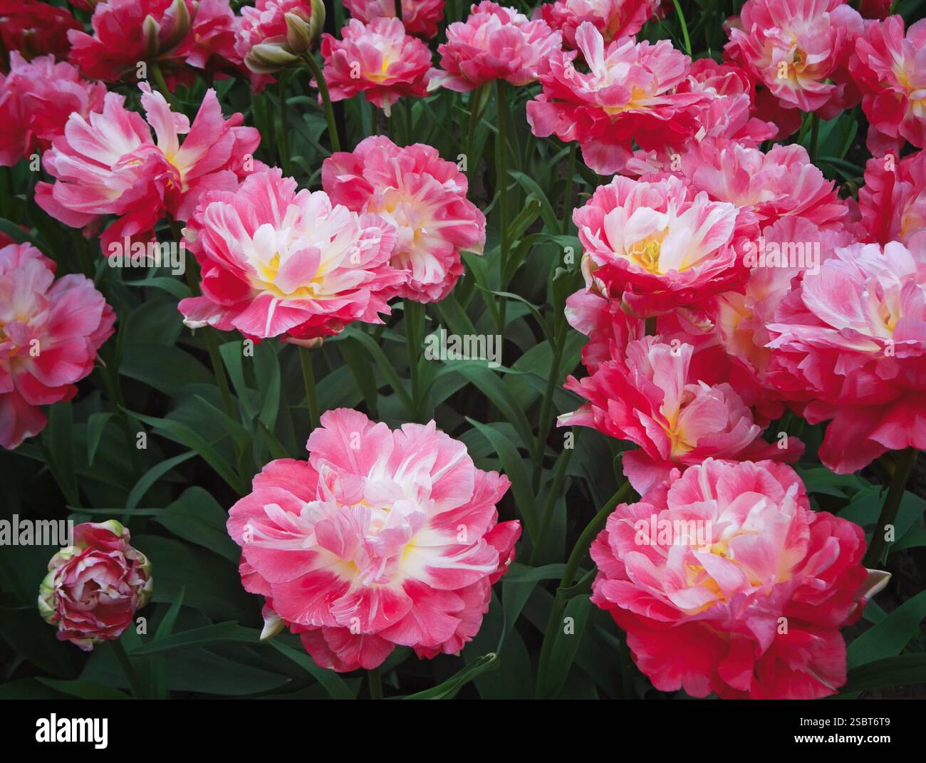 Enormi tulipani rosa. Fiori primaverili. Mazzo di fiori rosa con centri gialli. Foto Stock