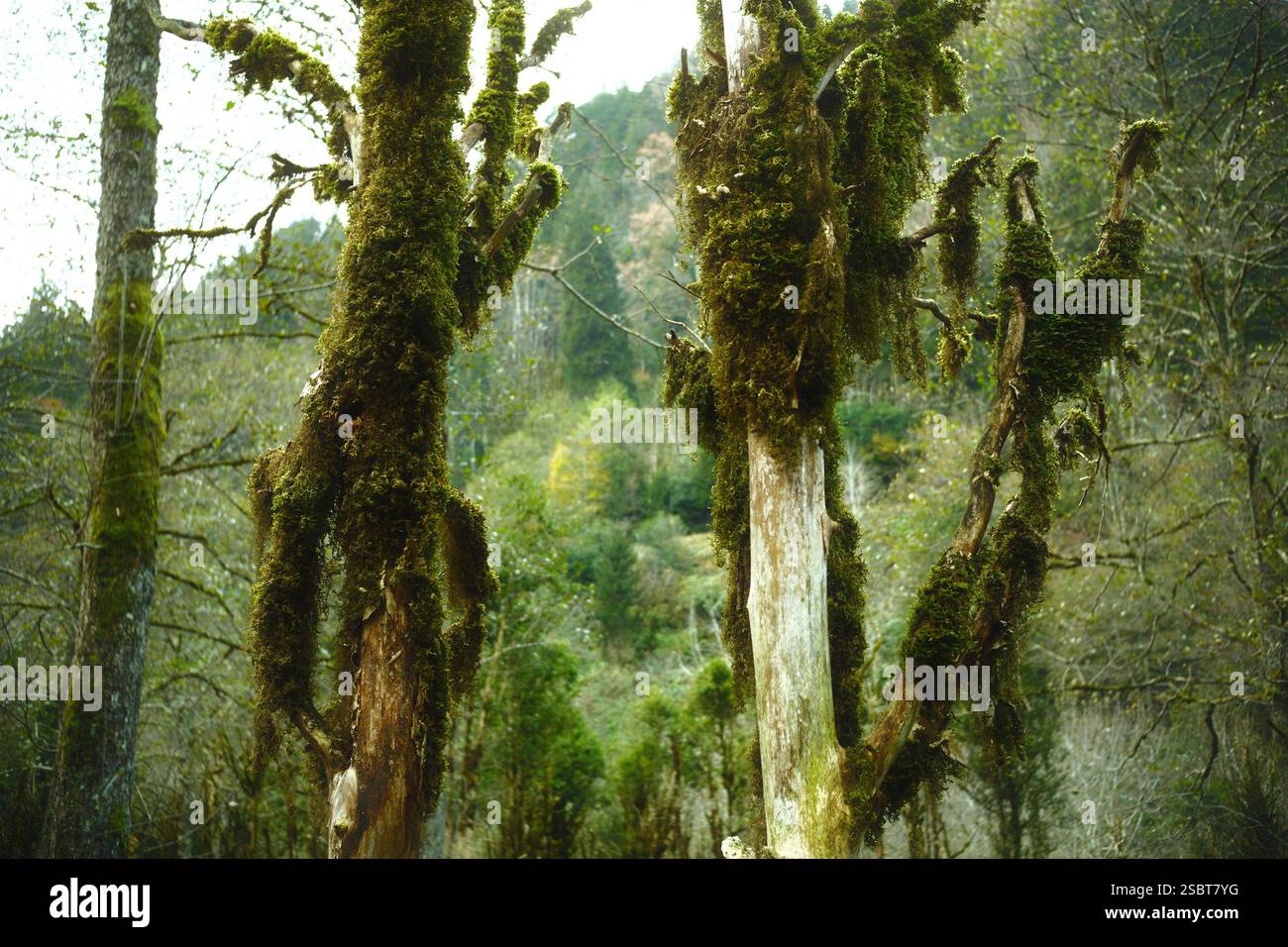 Foto ravvicinata di alberi di bosso o alberi di busso in una foresta nebbiosa Foto Stock