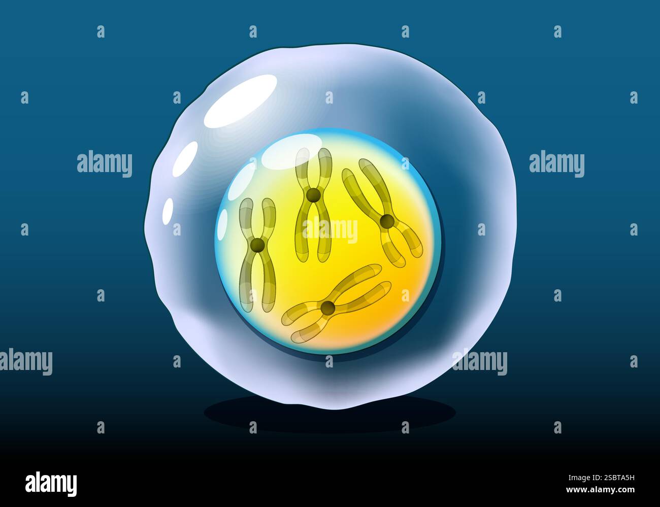 Anatomia cellulare. Una cellula eucariotica con cromosomi visibili all'interno del nucleo su sfondo scuro. Biologia genetica o cellulare Illustrazione Vettoriale