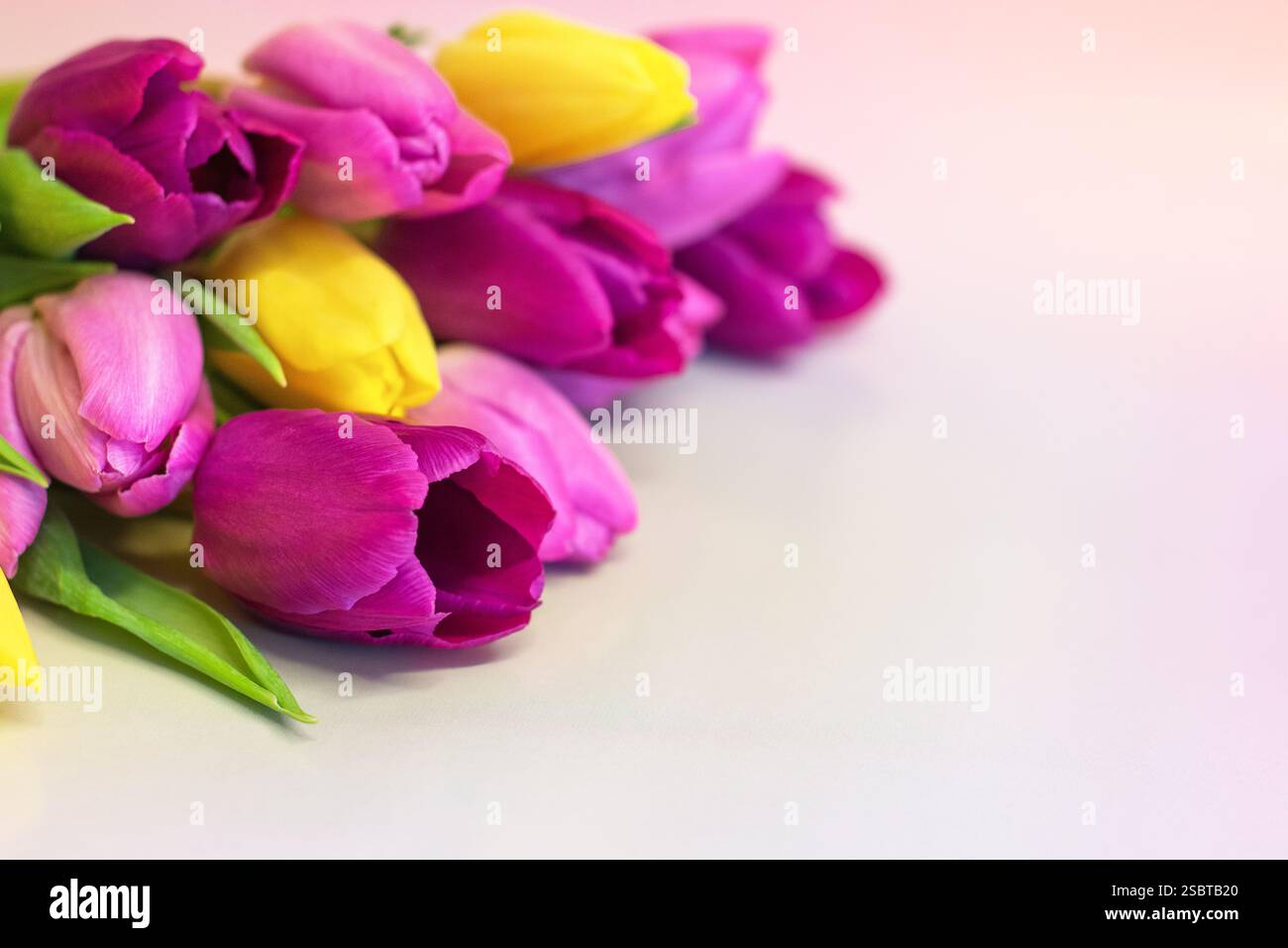 Tulipani vivaci su sfondo pastello con spazio per copia/testo; adatti per buoni regalo, messaggi personali, auguri di compleanno o messaggio per la festa della mamma. Foto Stock