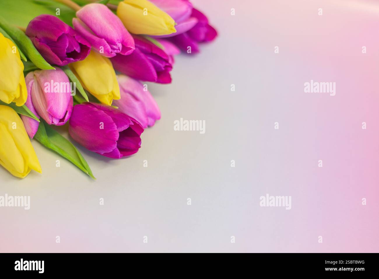 Tulipani vivaci su sfondo pastello con spazio per copia/testo; adatti per buoni regalo, messaggi personali, auguri di compleanno o messaggio per la festa della mamma. Foto Stock