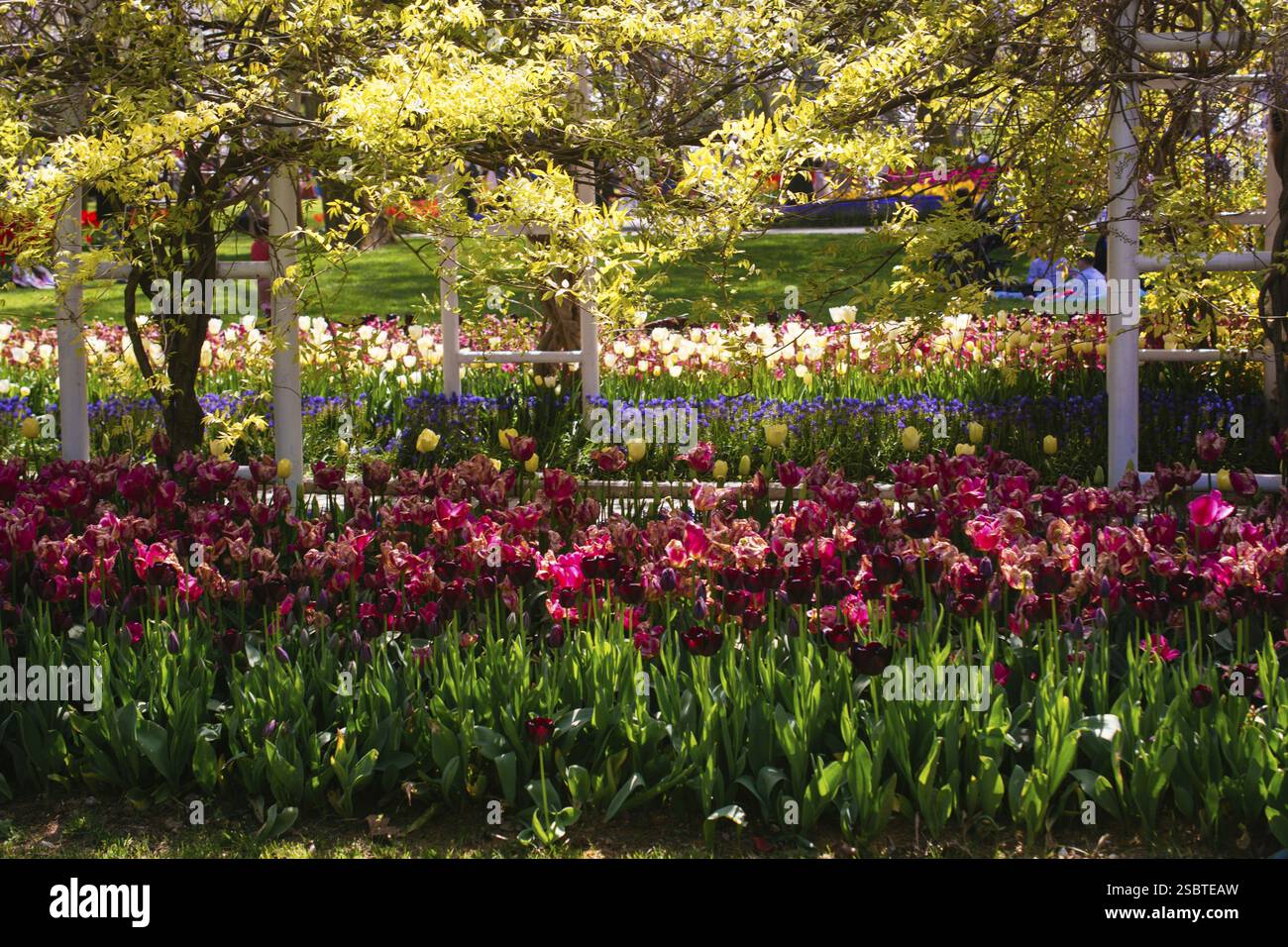 Luminose tulipani colorati come naturale sfondo floreale Foto Stock