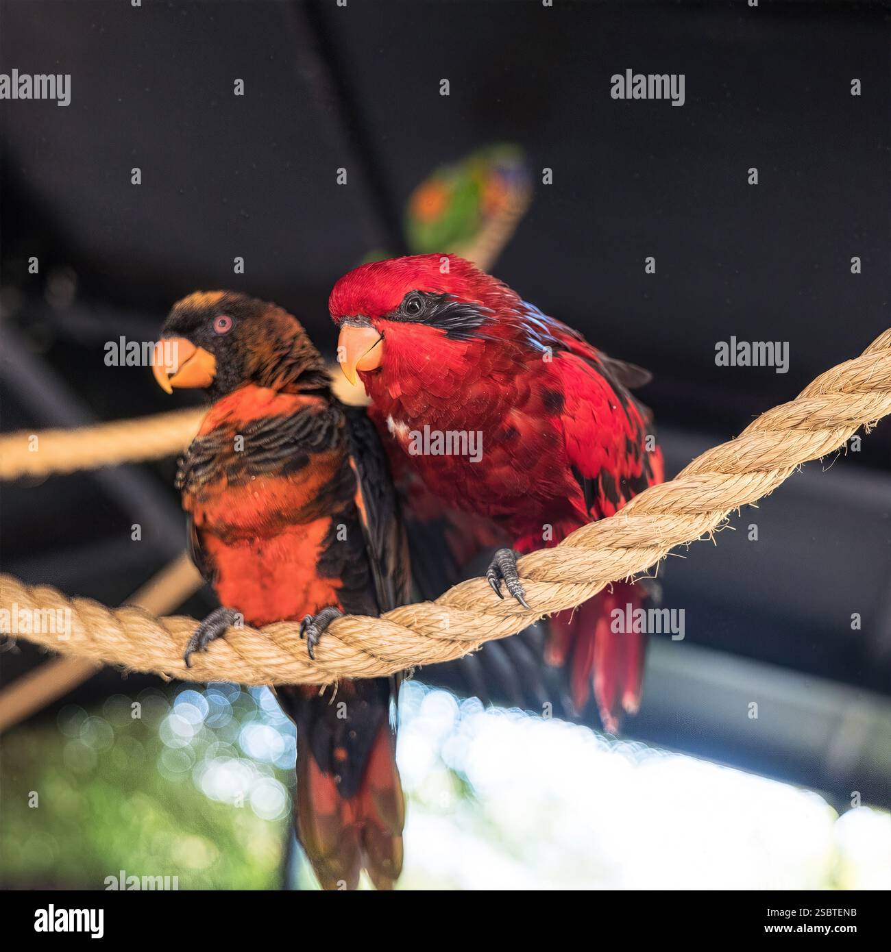 Coppia di pappagalli rossi: Due pappagalli rossi si avvicinano su un persico, vivace e coinvolgente, perfetto per gli amanti degli uccelli esotici. Foto Stock