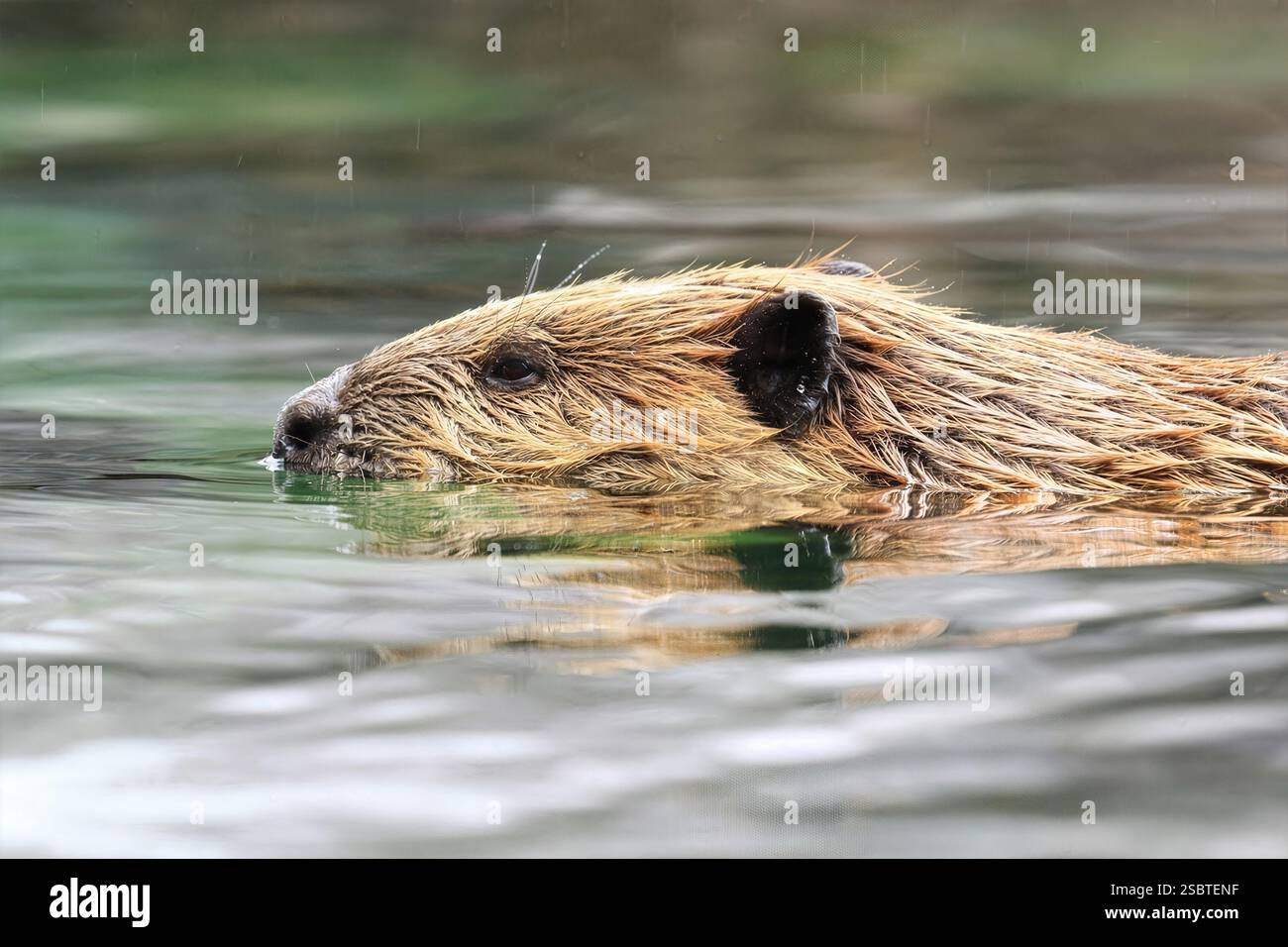 Beaver in Water: Primo piano intimo di un castoro che nuota mentre piove, la sua pelliccia bagnata dettagliata, i whisker acuti, evidenziando la fauna selvatica nel loro habitat. Foto Stock