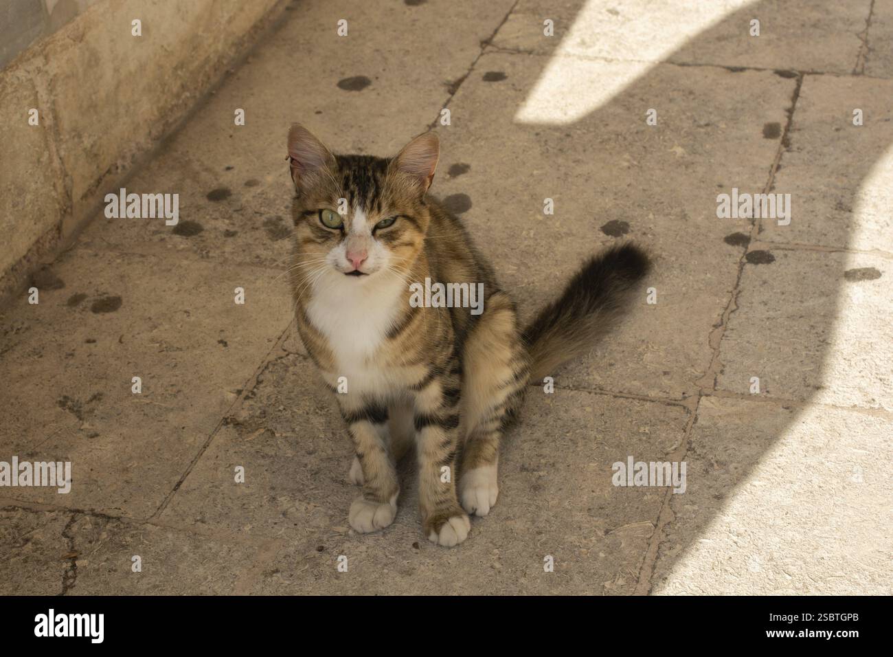 Ritratto di un bel gatto come animale domestico in vista Foto Stock