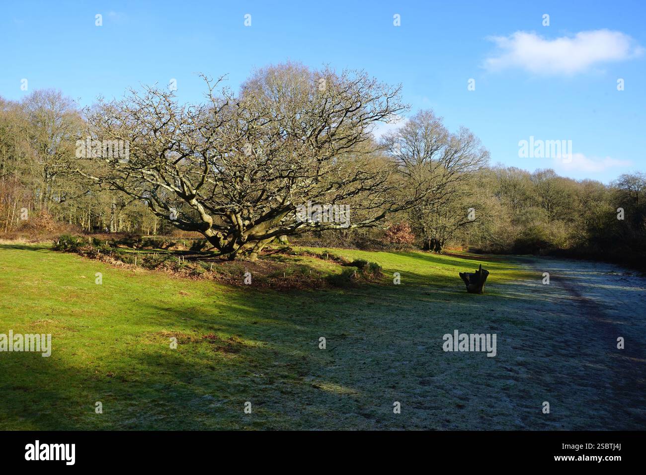 Nomansland Common vicino a Wheathampstead Foto Stock