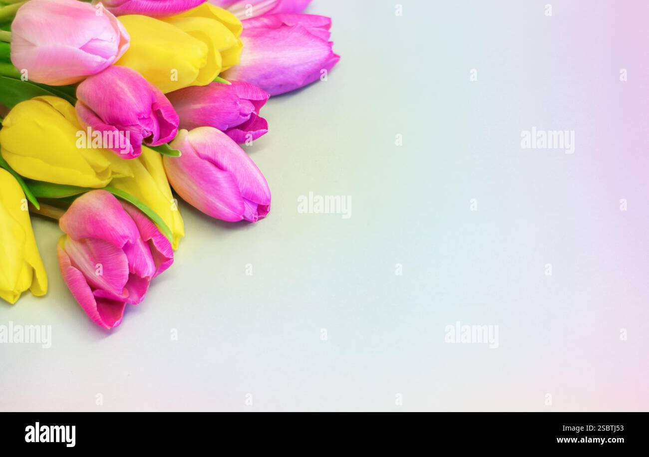 Tulipani vivaci su sfondo pastello con spazio per copia/testo; adatti per buoni regalo, messaggi personali, auguri di compleanno o messaggio per la festa della mamma. Foto Stock