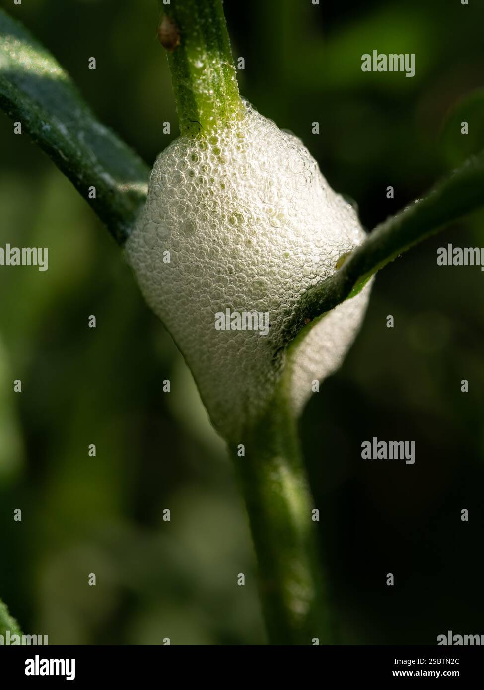Cuckoo spit creato da Froghopper Ninfe Foto Stock