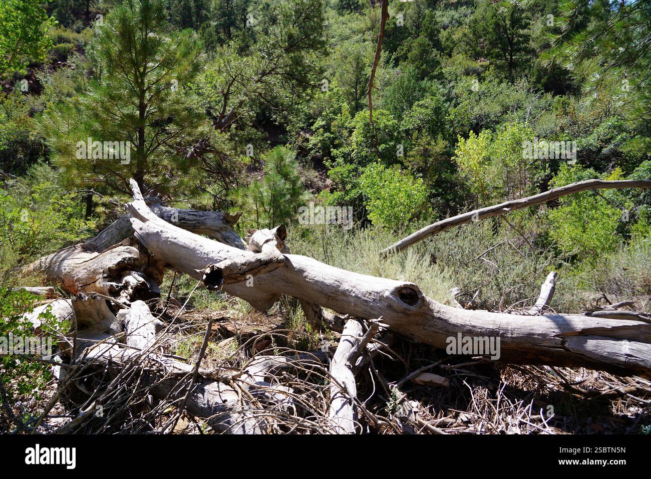 Taylor Creek Trail - Zion National Park Foto Stock