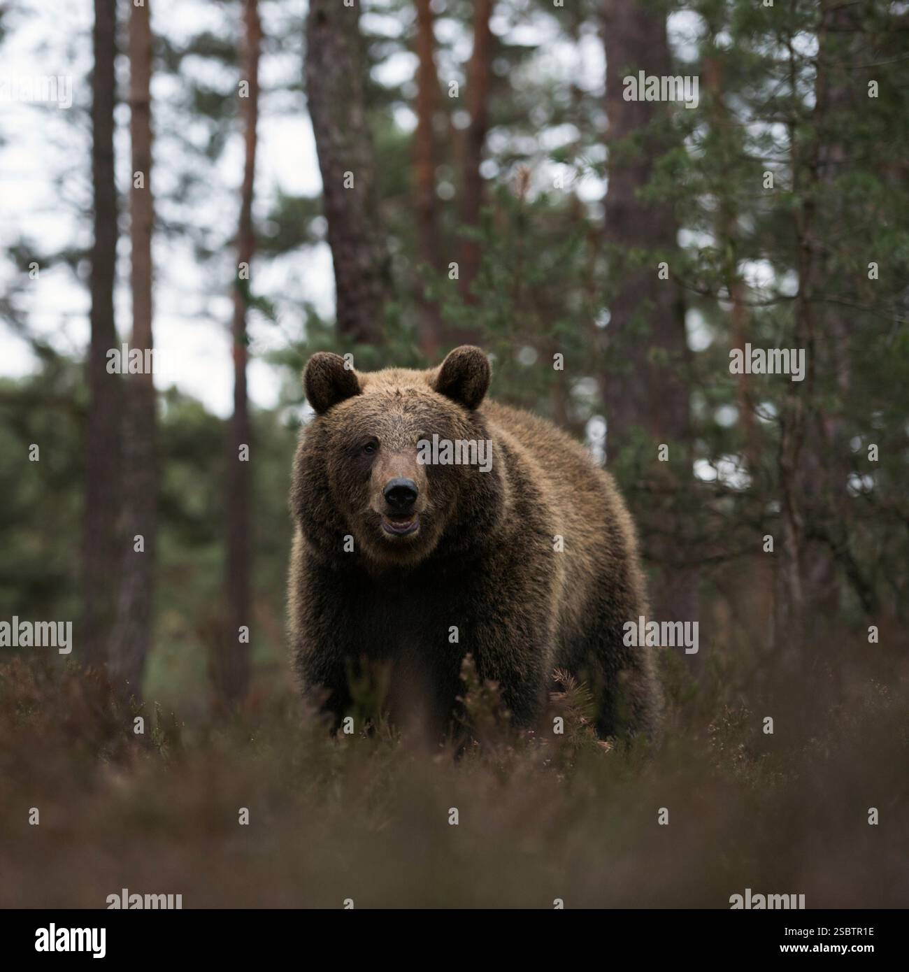 Orso bruno eurasiatico ( Ursus arctos ) ai margini di una pineta, in piedi in erica secca, frontale basso punto di vista, Europa. Foto Stock