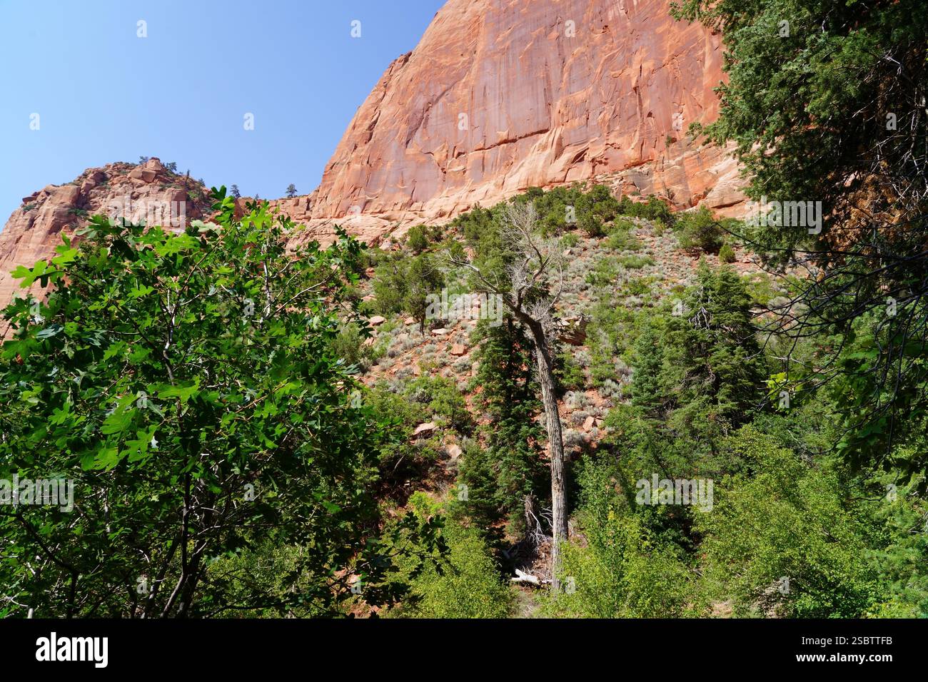 Taylor Creek Trail - Zion National Park Foto Stock