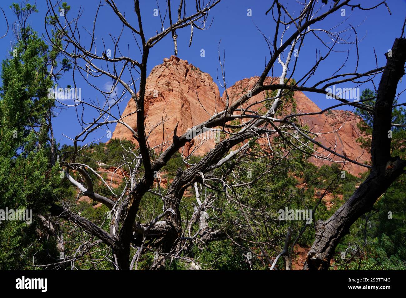 Taylor Creek Trail - Zion National Park Foto Stock